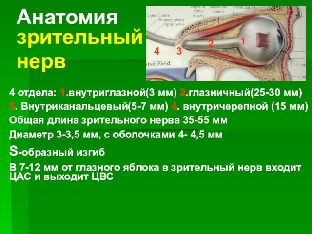 Анатомия зрительный нерв 4 отдела: 1.внутриглазной(3 мм) 2.глазничный(25-30 мм) 3. Внутриканальцевый(5-7 мм) 4.