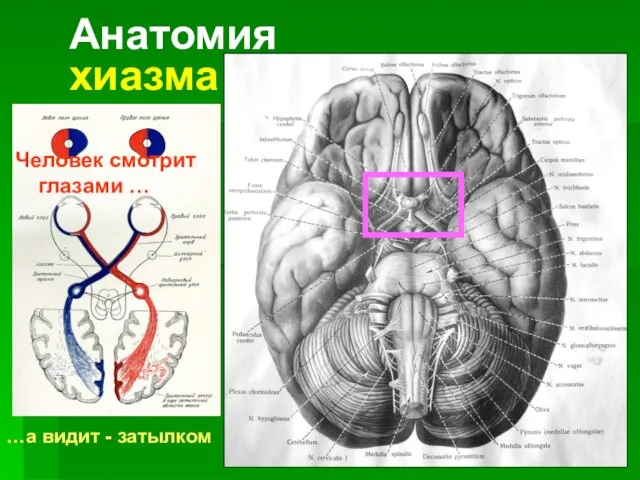 Анатомия хиазма