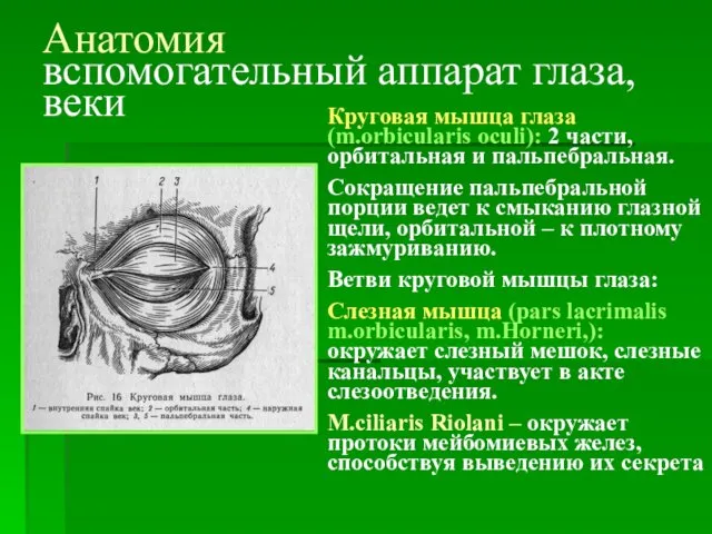 Анатомия вспомогательный аппарат глаза, веки Круговая мышца глаза(m.orbicularis oculi): 2 части, орбитальная и