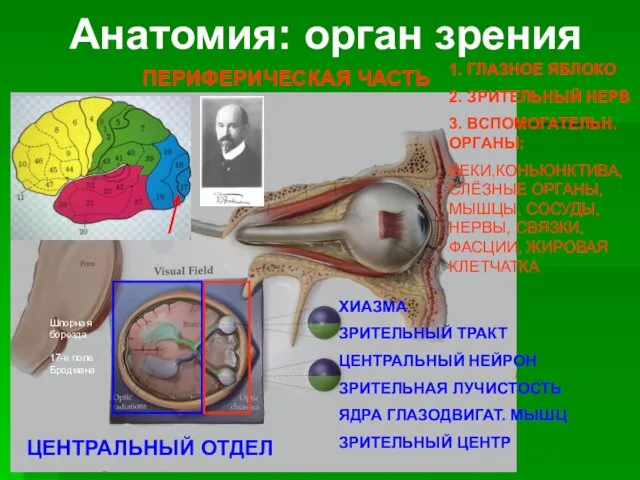 Анатомия: орган зрения