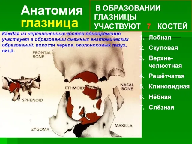 Анатомия глазница В ОБРАЗОВАНИИ ГЛАЗНИЦЫ УЧАСТВУЮТ 7 КОСТЕЙ Лобная Скуловая Верхне-челюстная Решётчатая Клиновидная