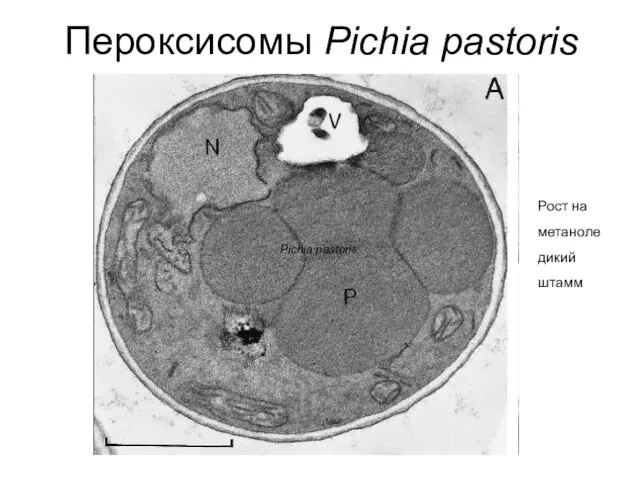 Пероксисомы Pichia pastoris Pichia pastoris Рост на метаноле дикий штамм