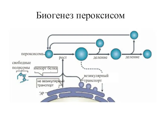 Биогенез пероксисом