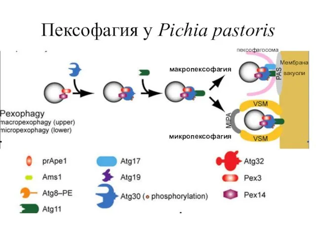 Пексофагия у Pichia pastoris Мембрана вакуоли пексофагосома макропексофагия микропексофагия