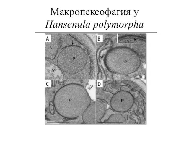 Макропексофагия у Hansenula polymorpha