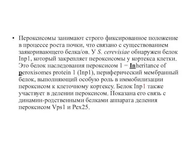 Пероксисомы занимают строго фиксированное положение в процессе роста почки, что