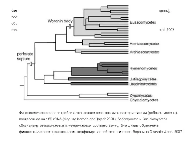 Филогенетическое древо грибов дополненное некоторыми характеристиками (рабочая модель), построенное на