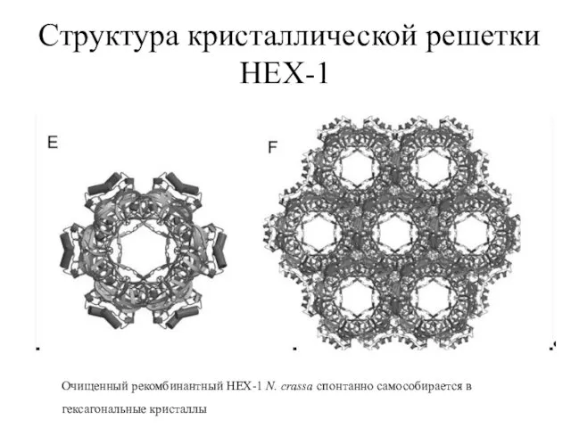 Структура кристаллической решетки HEX-1 Очищенный рекомбинантный HEX-1 N. crassa спонтанно самособирается в гексагональные кристаллы
