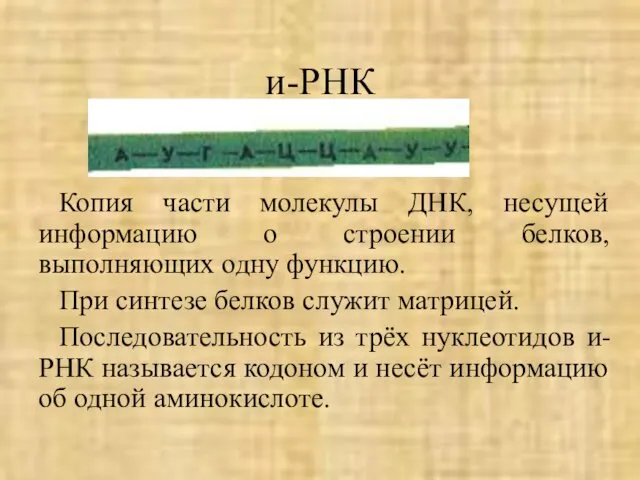 и-РНК Копия части молекулы ДНК, несущей информацию о строении белков, выполняющих одну функцию.