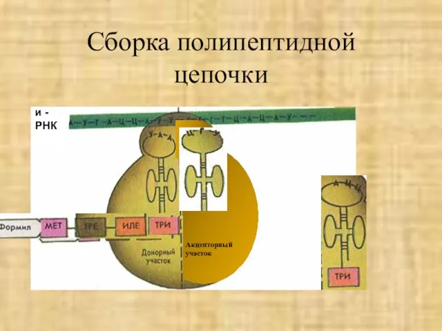 Сборка полипептидной цепочки