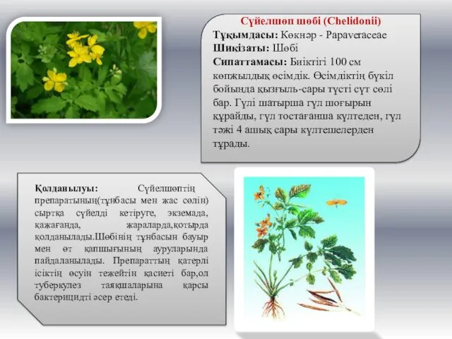 Сүйелшөп шөбі (Chelidonii) Тұқымдасы: Көкнәр - Papaveraceae Шикізаты: Шөбі Сипаттамасы: