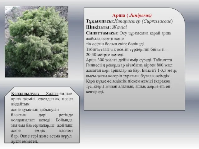 Арша ( Juníperus) Тұқымдасы:Кипаристер (Cupressaceae) Шикізаты: Жемісі Сипаттамасы: Өсу тұрғысына