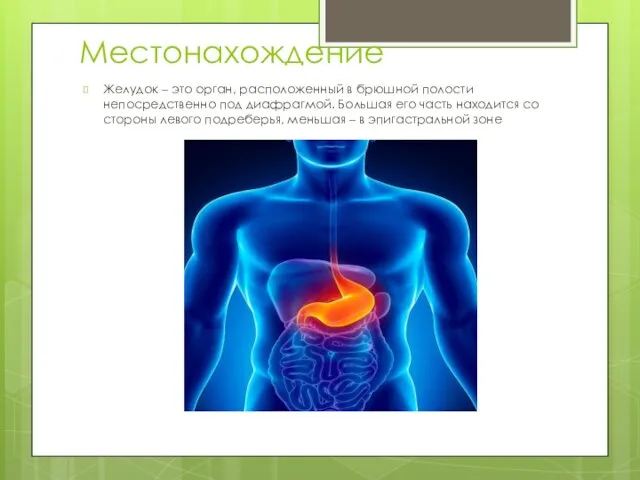 Местонахождение Желудок – это орган, расположенный в брюшной полости непосредственно под диафрагмой. Большая