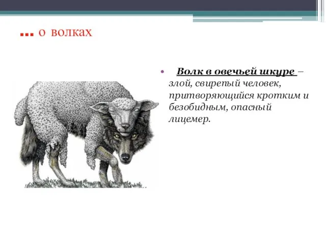 … о волках Волк в овечьей шкуре – злой, свирепый человек, притворяющийся кротким