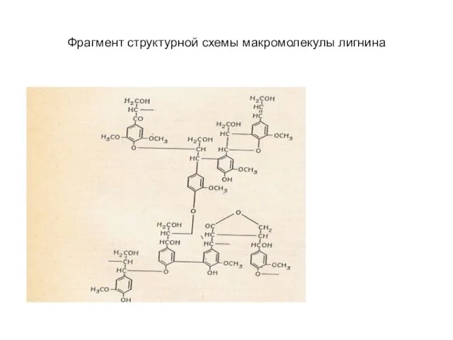 Фрагмент структурной схемы макромолекулы лигнина