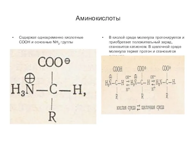 Аминокислоты Содержат одновременно кислотные СООН и основные NH2 группы В