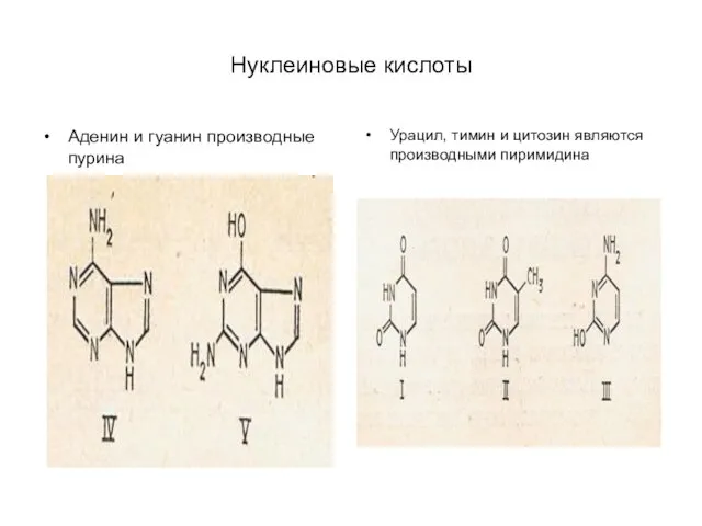 Нуклеиновые кислоты Аденин и гуанин производные пурина Урацил, тимин и цитозин являются производными пиримидина