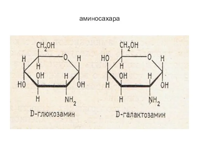 аминосахара