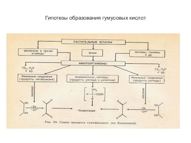 Гипотезы образования гумусовых кислот