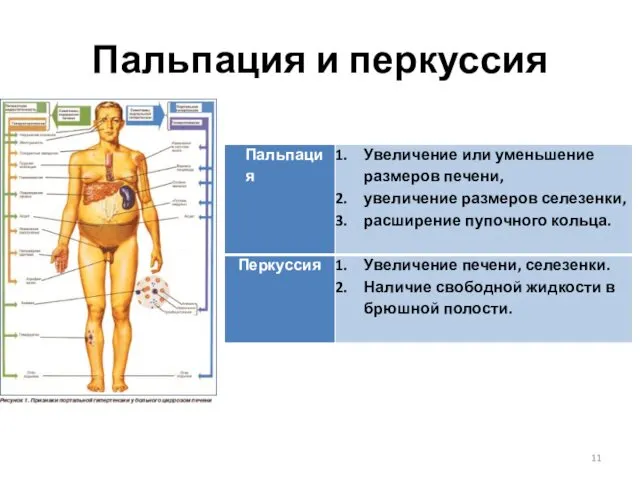 Пальпация и перкуссия