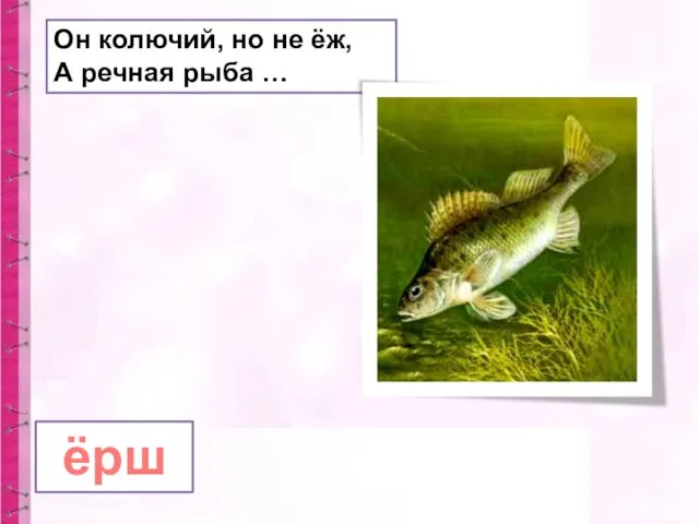 Он колючий, но не ёж, А речная рыба … ёрш