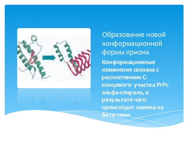 Образование новой конформационной формы приона Конформационные изменения связана с расплетением С-концевого участка PrPc