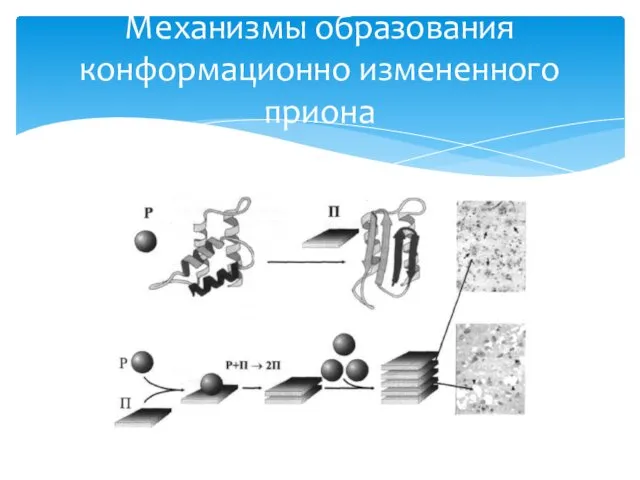 Механизмы образования конформационно измененного приона