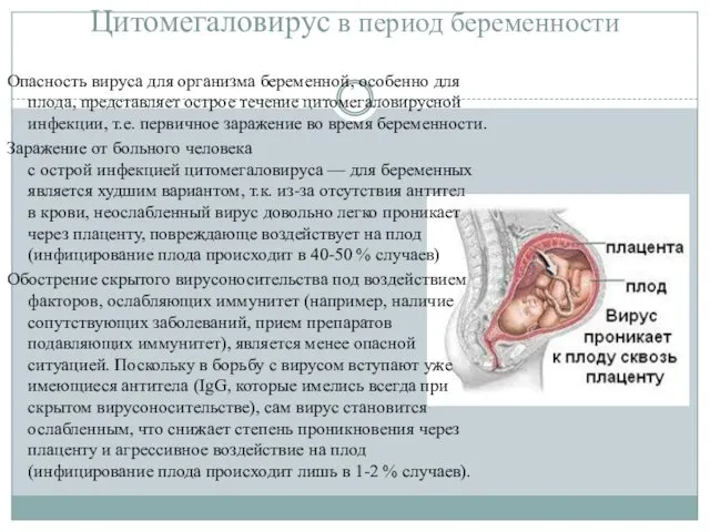 Цитомегаловирус в период беременности Опасность вируса для организма беременной, особенно