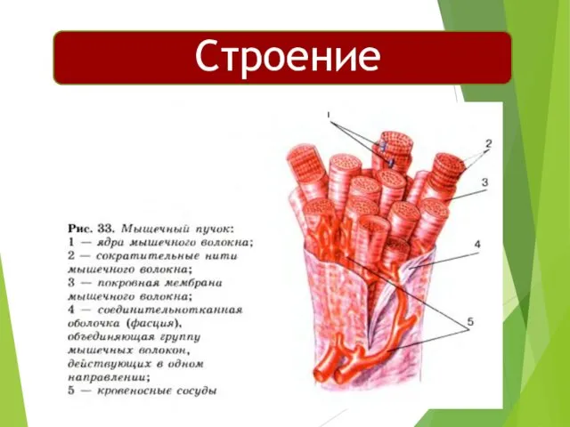 Строение мышцы