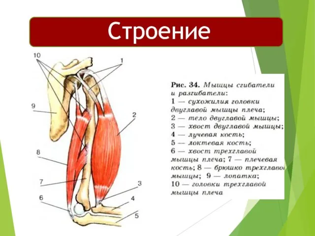 Строение мышц