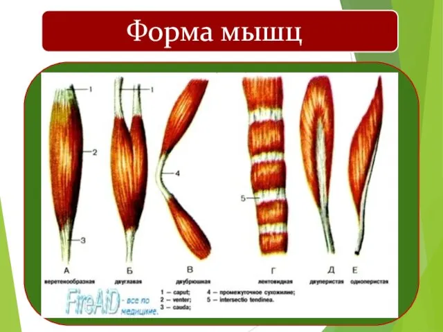 Форма мышц