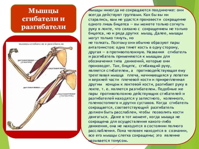 Мышцы никогда не сокращаются поодиночке: они всегда действуют группами. Как