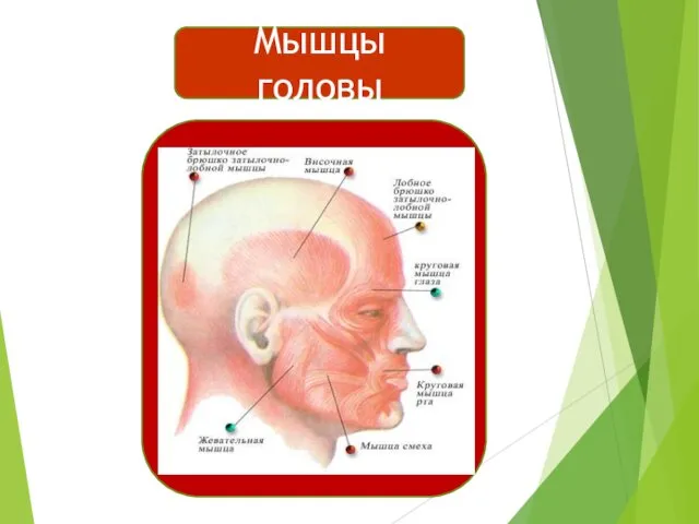 Мышцы головы