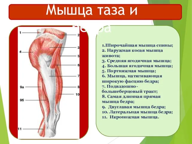 1.Широчайшая мышца спины; 2. Наружная косая мышца живота; 3. Средняя