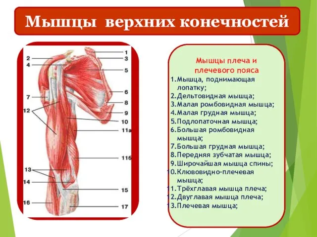 Мышцы верхних конечностей Мышцы плеча и плечевого пояса Мышца, поднимающая