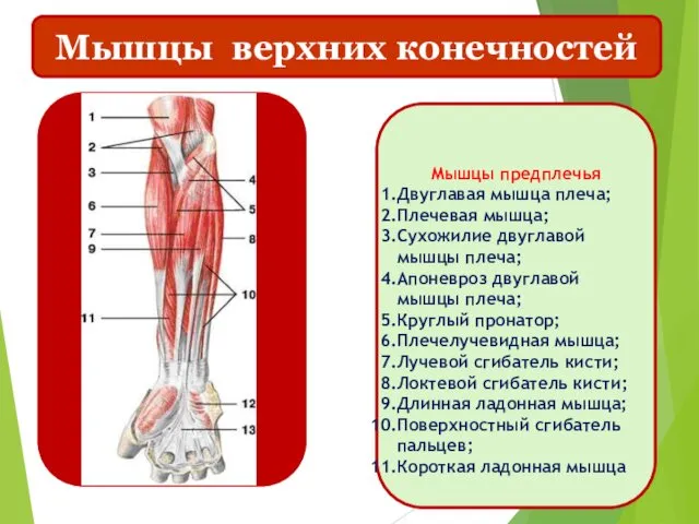 Мышцы верхних конечностей Мышцы предплечья Двуглавая мышца плеча; Плечевая мышца;