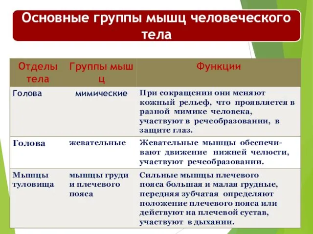 Основные группы мышц человеческого тела