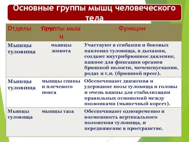 Основные группы мышц человеческого тела