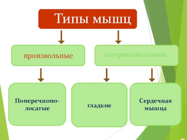 Типы мышц произвольные Поперечнопо-лосатые непроизвольные гладкие Сердечная мышца