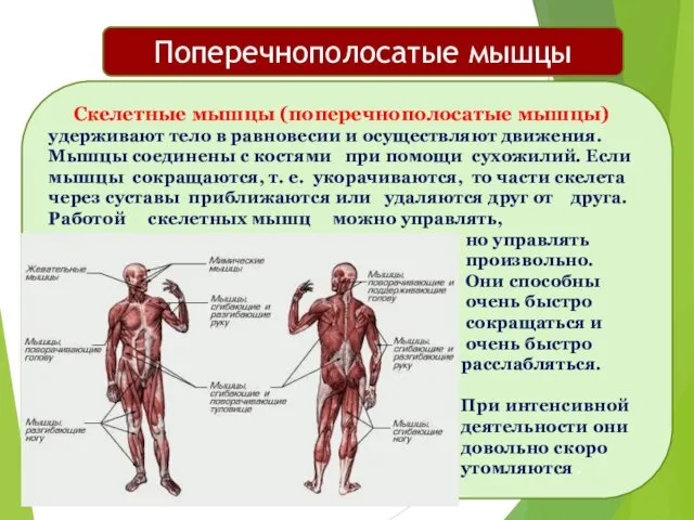 Скелетные мышцы (поперечнополосатые мышцы) удерживают тело в равновесии и осуществляют