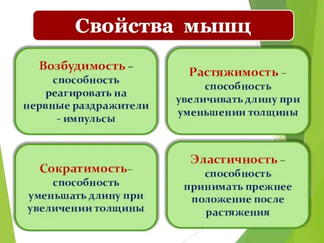 Возбудимость – способность реагировать на нервные раздражители - импульсы Растяжимость