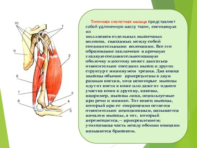 Типичная скелетная мышца представляет собой удлиненную массу ткани, состоящую из