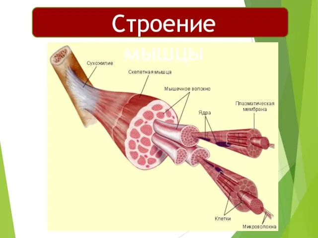 Четырехглавая Строение мышцы