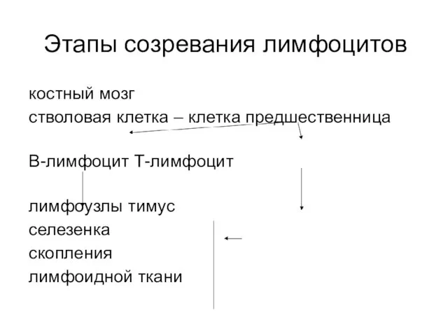 Этапы созревания лимфоцитов костный мозг стволовая клетка – клетка предшественница