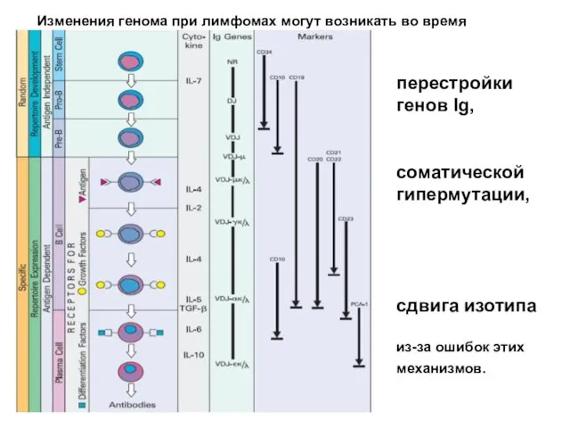 перестройки генов Ig, соматической гипермутации, сдвига изотипа из-за ошибок этих