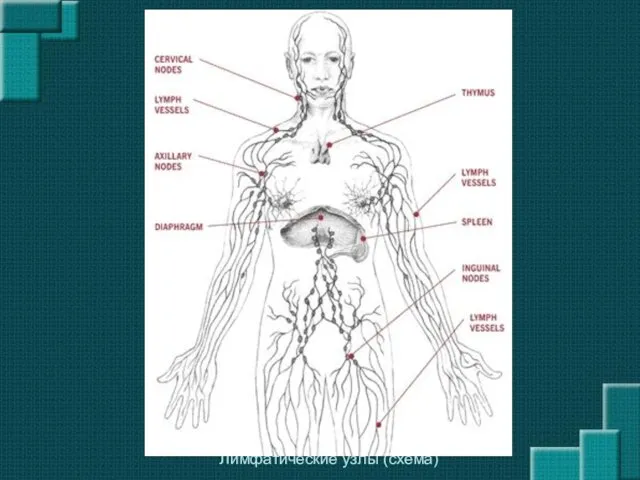 Лимфатические узлы (схема)