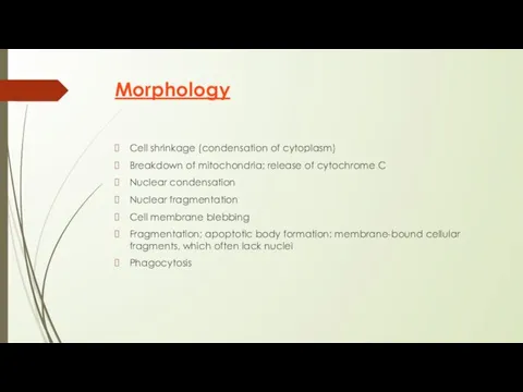 Morphology Cell shrinkage (condensation of cytoplasm) Breakdown of mitochondria; release