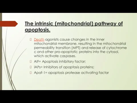 The intrinsic (mitochondrial) pathway of apoptosis. Death agonists cause changes