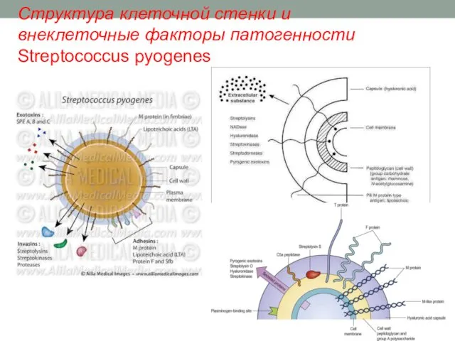 Структура клеточной стенки и внеклеточные факторы патогенности Streptococcus pyogenes