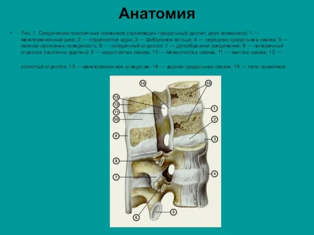 Анатомия Рис. 1. Соединения поясничных позвонков (произведен продольный распил двух